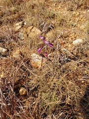 Eulophia hians hians