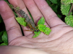 Polistes dominula