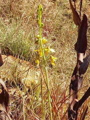 Eulophia tuberculata