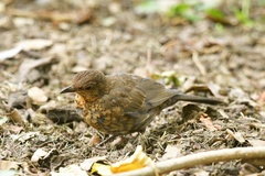 Turdus merula