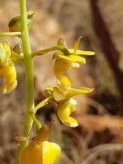 Eulophia tuberculata