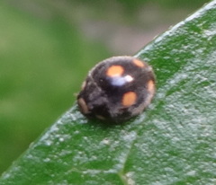 Platynaspis