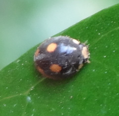 Platynaspis