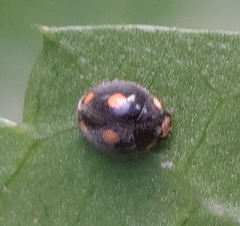 Platynaspis