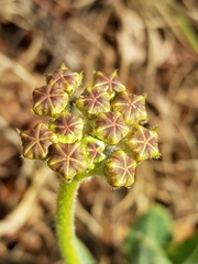 Asclepias fallax