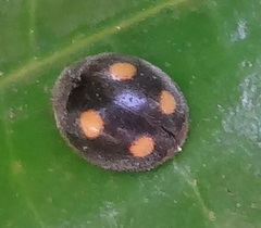 Platynaspis