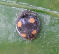 Platynaspis