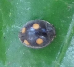 Platynaspis