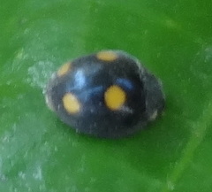 Platynaspis