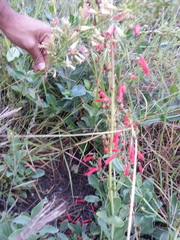 Penstemon havardii