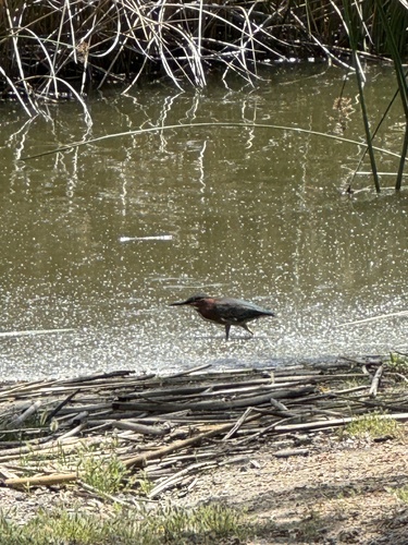 iNaturalist observation photo of Green Heron