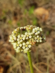 Asclepias fallax