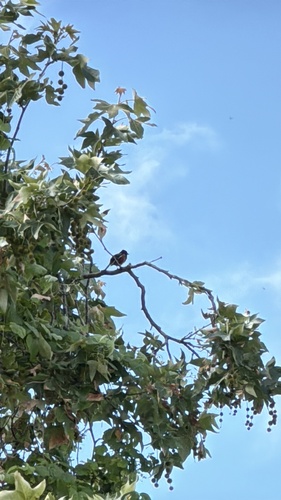 iNaturalist observation photo of Spotted Towhee