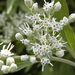 Late Boneset - Photo (c) George F Mayfield, some rights reserved (CC BY-SA)