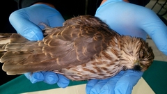Accipiter striatus