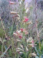 Penstemon havardii