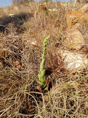 Crassula capitella nodulosa