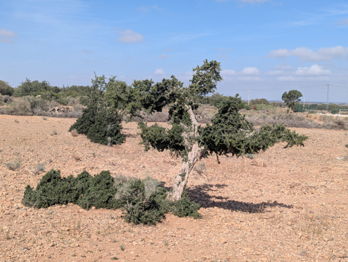 Argan tree