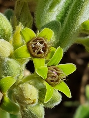 Raphionacme galpinii