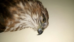 Accipiter striatus