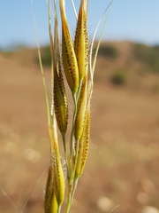 Tristachya biseriata