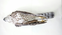 Accipiter striatus