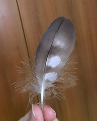 Accipiter nisus