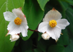 Begonia ornithocarpa