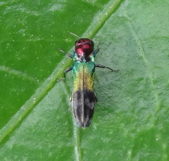 Pseudagrilus