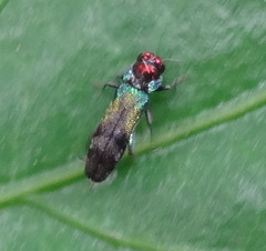 Pseudagrilus