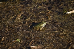 Pelophylax