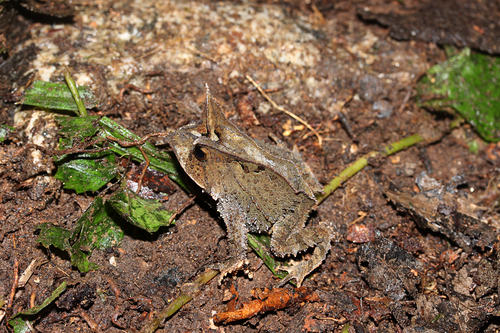 Mantiqueira Smooth-horned Frog