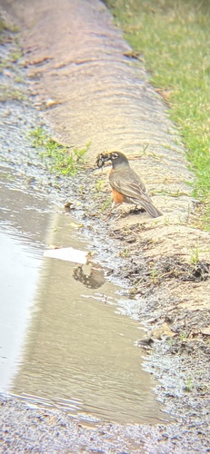 American Robin photographed in Arkansas