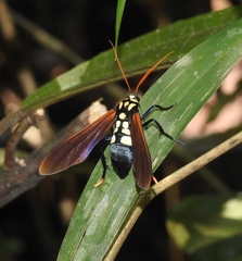 Orcynia calcarata