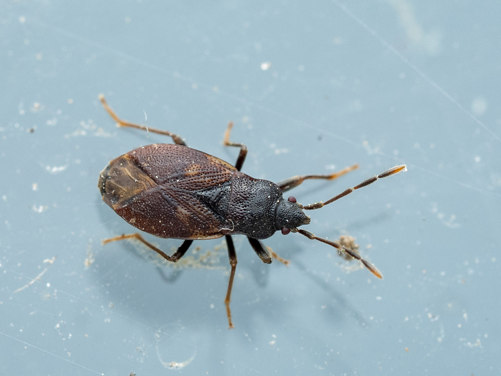 Drymus unus