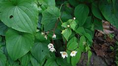 Begonia ornithocarpa
