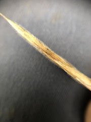 Bromus pumpellianus