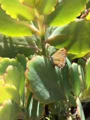 Callophrys xami xami