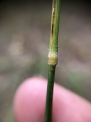 Bromus pumpellianus