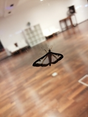 Cydalima perspectalis