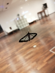 Cydalima perspectalis