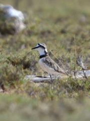 Charadrius thoracicus