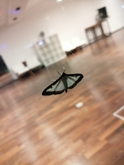 Cydalima perspectalis