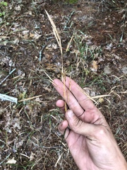 Bromus pumpellianus