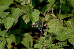 Rubus
