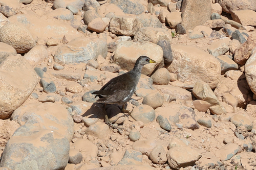 Lesser Moorhen (Paragallinula angulata), photo 4