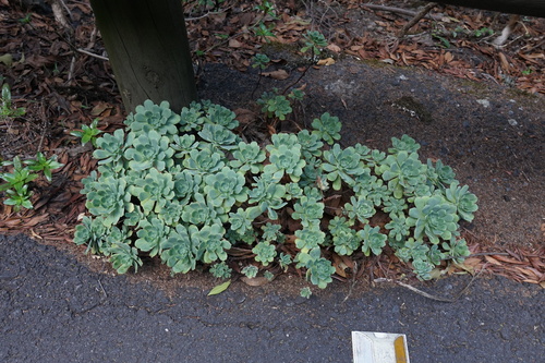 Aeonium castello-paivae