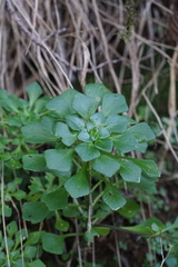 Aichryson pachycaulon, photograph (c) Connor Connolly-Moyls, some rights reserved (CC BY)