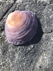 Tellinoidea