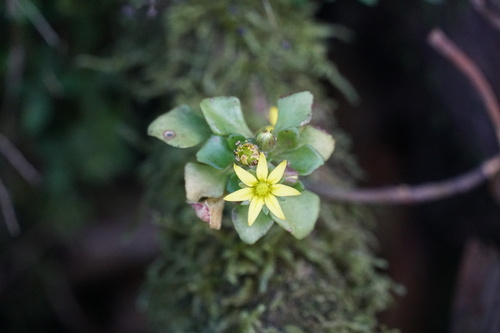 Aichryson pachycaulon, photograph 3
